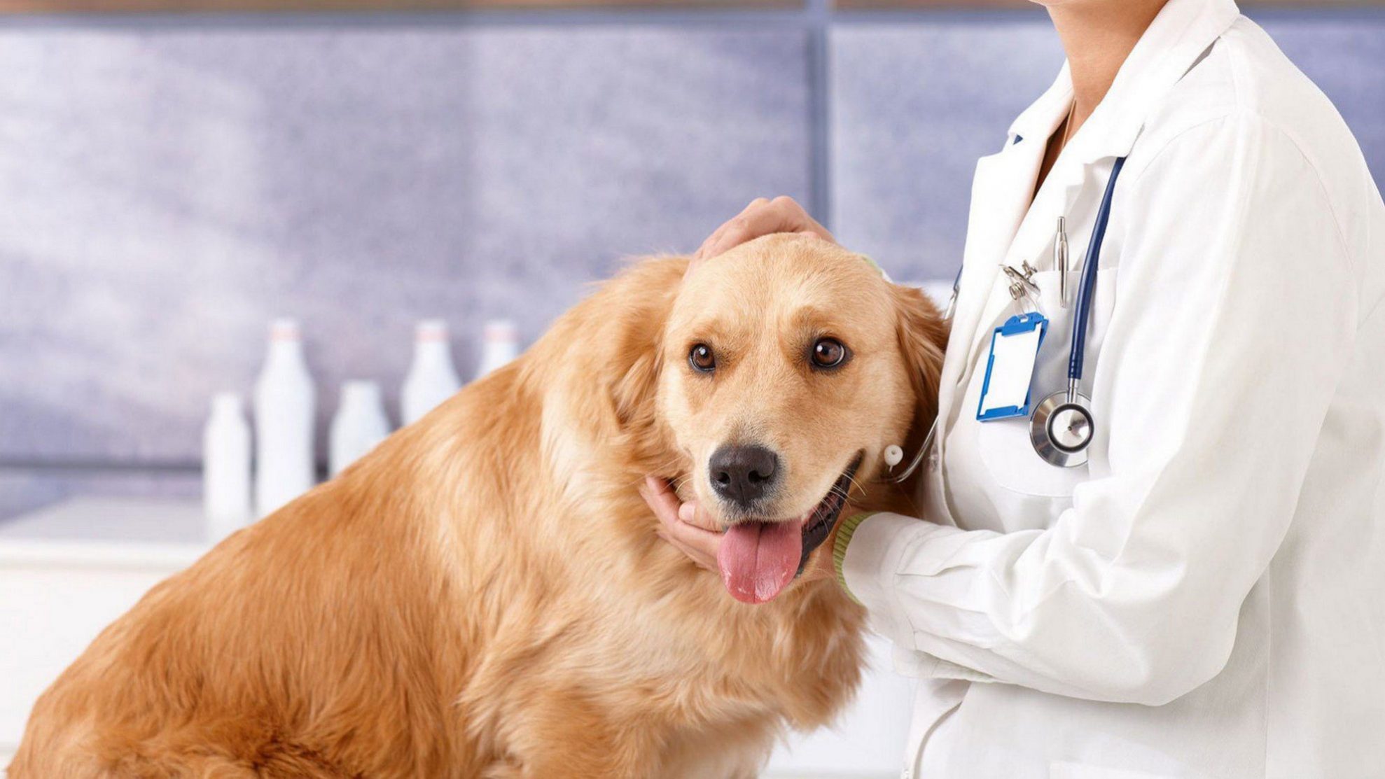 Вакцинация от бешенства | КЗВС