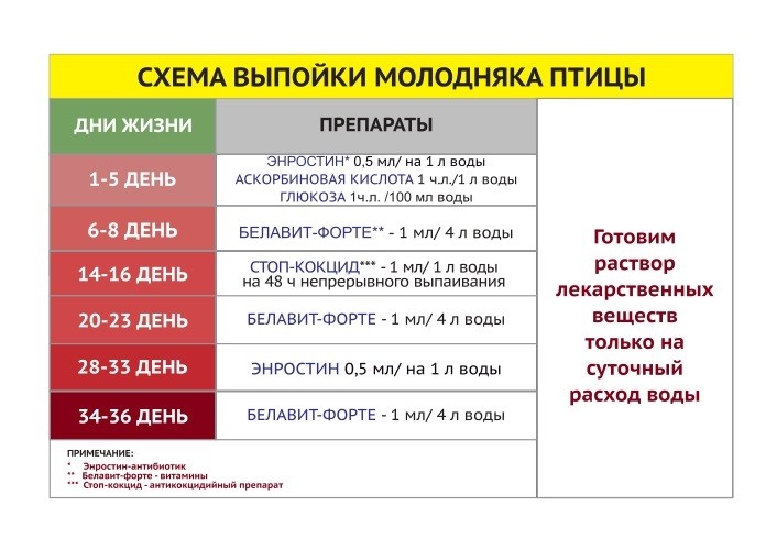 Схема выпойки молодняка птицы