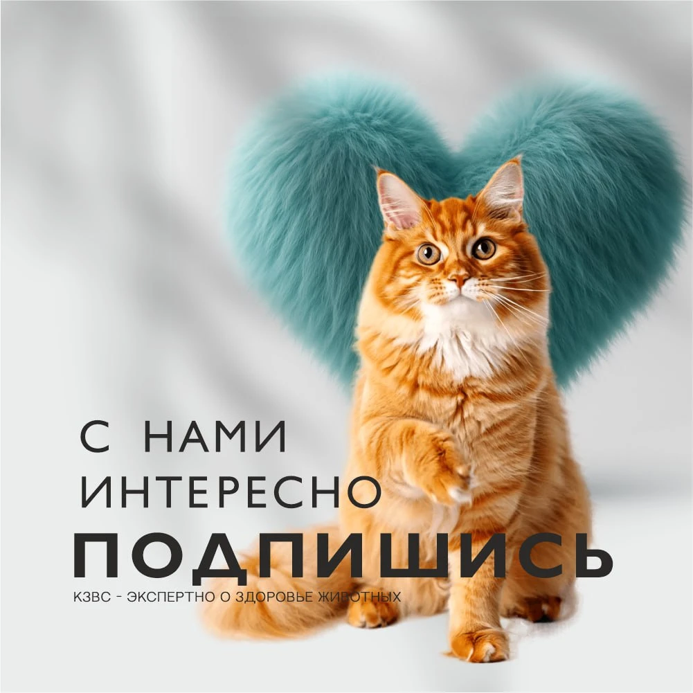 Banner-mobile-kzvs-2